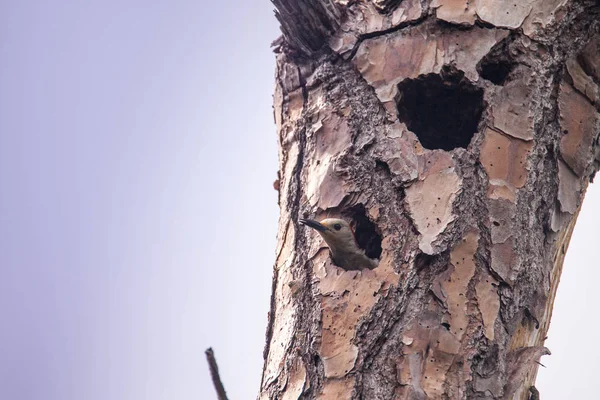 Rotbauchspecht Vogel Melanerpes Carolinus Einem Nistloch Nappes Florida — Stockfoto