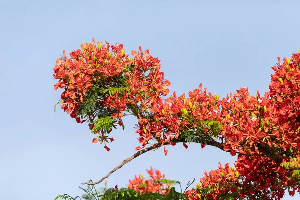 Червоні Квіти Royal Poinciana Дерево Delonix Regia Також Називається Полум — стокове фото