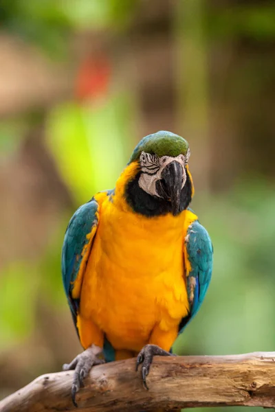 Blauer Und Goldener Ara Vogel Ara Ararauna Sitzt Gefangenschaft Florida — Stockfoto