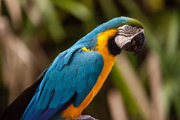 Синій Золотий Ара Птах Ara Ararauna Окуні Полоні Флориді — стокове фото