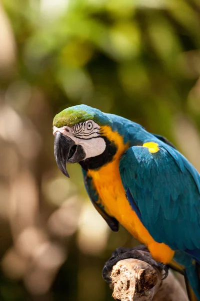 Blue and gold macaw bird Ara ararauna perches in captivity in Florida