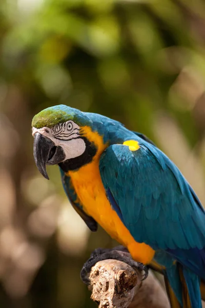 Blauer Und Goldener Ara Vogel Ara Ararauna Sitzt Gefangenschaft Florida — Stockfoto