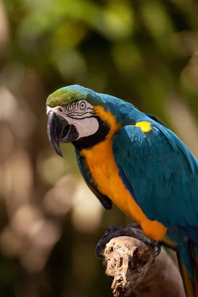 Pájaro Guacamayo Azul Dorado Ara Ararauna Posa Cautiverio Florida — Foto de Stock