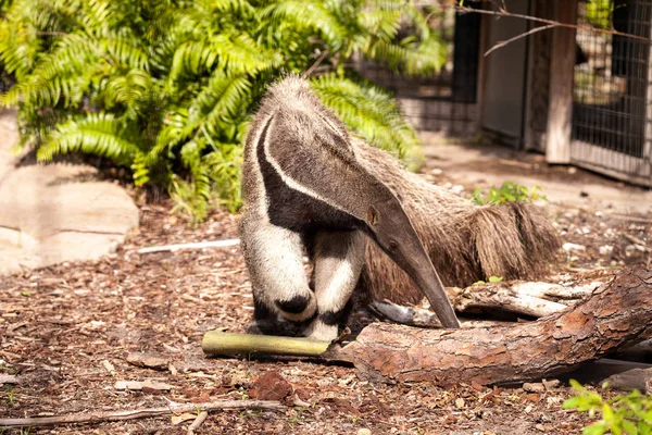 Raksasa Anteater Myrmecophaga Tridactyla Mencari Makan Bawah Kayu Dan Bergerak — Stok Foto