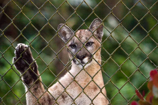 Florida Panther Puma Concolor Coryi Lehnt Mit Pfote Einen Maschendrahtzaun — Stockfoto