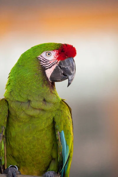 Military Macaw Bird Ara Militaris Perches Captivity Florida — Stock Photo, Image