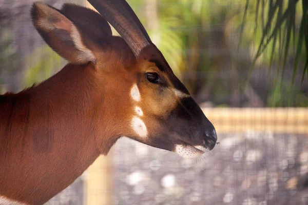 Berg Bongo Antelope Tragelaphus Eurycerus Eet Hooi Onder Een Beschutting — Stockfoto