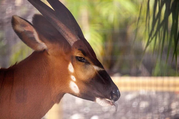 Berg Bongo Antelope Tragelaphus Eurycerus Eet Hooi Onder Een Beschutting — Stockfoto