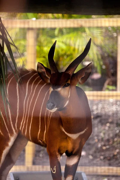 Berg Bongo Antelope Tragelaphus Eurycerus Eet Hooi Onder Een Beschutting — Stockfoto