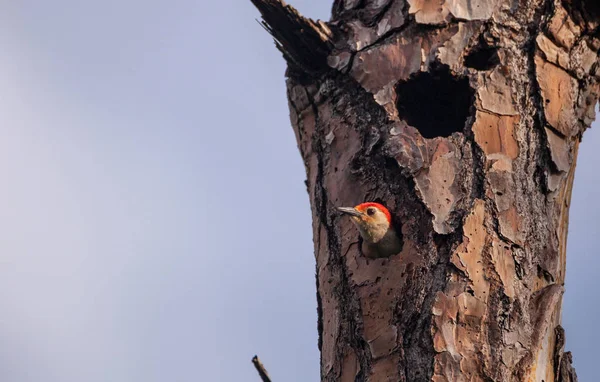 Red-bellied woodpecker bird Melanerpes carolinus in a nest hole in Napes, Florida