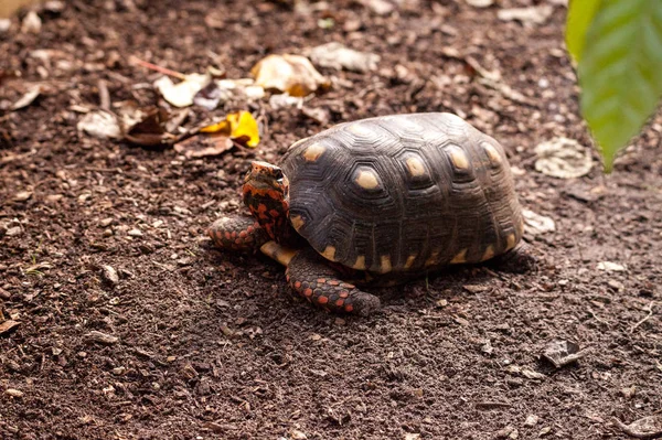 Tartaruga Pés Vermelhos Chelonoidis Carbonaria Rasteja Através Areia Forragens Para — Fotografia de Stock