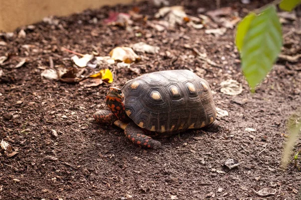 Tartaruga Pés Vermelhos Chelonoidis Carbonaria Rasteja Através Areia Forragens Para — Fotografia de Stock