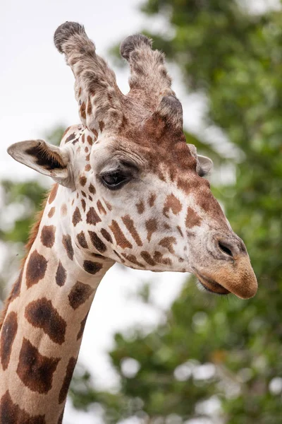 Curiosa Amigable Jirafa Reticulada Giraffa Camelopardalis Reticulata Mira Hacia Abajo — Foto de Stock