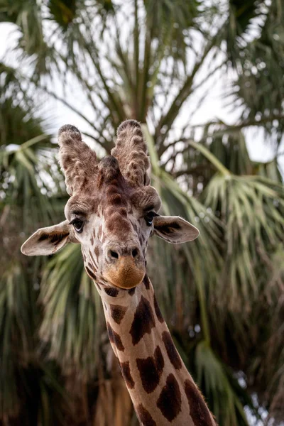 Curiosa Amigable Jirafa Reticulada Giraffa Camelopardalis Reticulata Mira Hacia Abajo — Foto de Stock