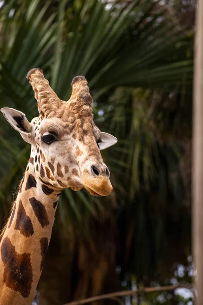 Curiosa Amigable Jirafa Reticulada Giraffa Camelopardalis Reticulata Mira Hacia Abajo — Foto de Stock