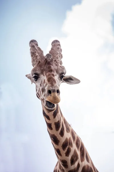 Curiosa Amigable Jirafa Reticulada Giraffa Camelopardalis Reticulata Mira Hacia Abajo — Foto de Stock