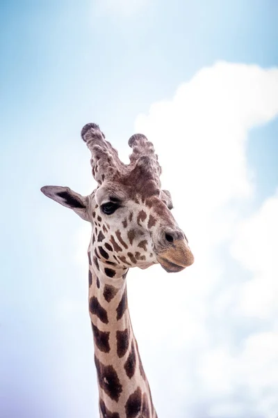 Curiosa Amigable Jirafa Reticulada Giraffa Camelopardalis Reticulata Mira Hacia Abajo — Foto de Stock
