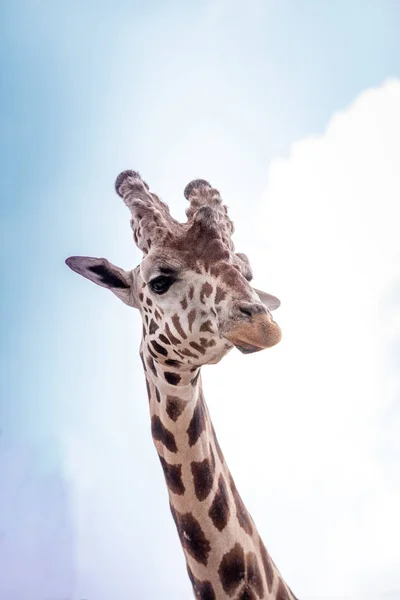 Curiosa Amigable Jirafa Reticulada Giraffa Camelopardalis Reticulata Mira Hacia Abajo — Foto de Stock