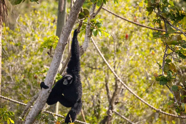 Siamang Gibbon Symphalangus Syndactylus Balance Arbre Utilise Voix Forte — Photo