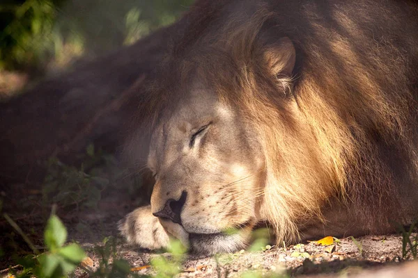 Afrikanischer Löwe Panthera Leo Macht Ein Nickerchen Der Heißen Sonne — Stockfoto