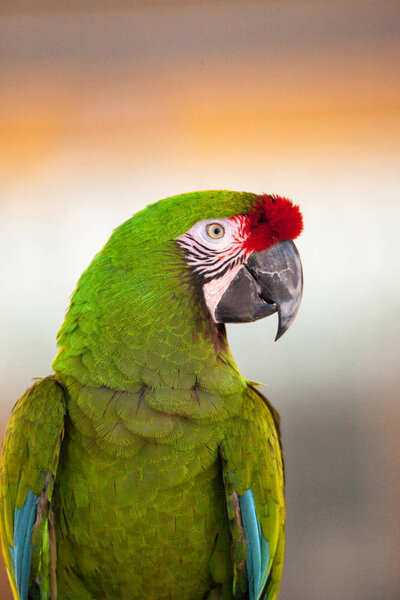 Military Macaw Bird Ara Militaris Perches Captivity Florida Stock Photo