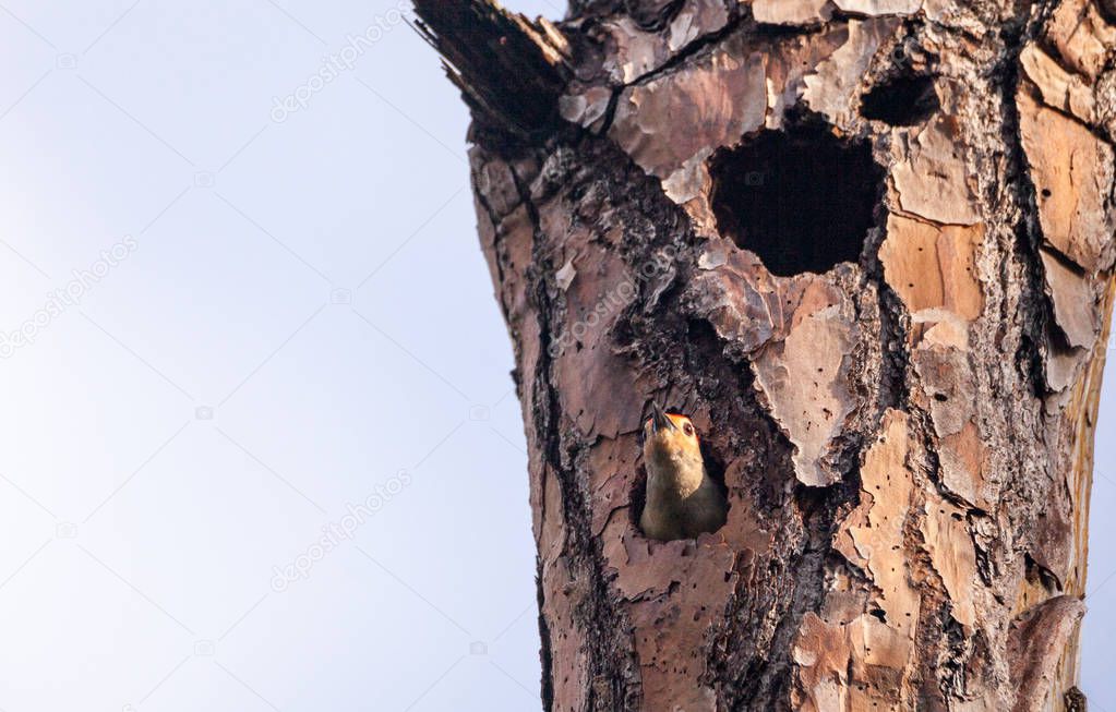 Red-bellied woodpecker bird Melanerpes carolinus in a nest hole in Napes, Florida