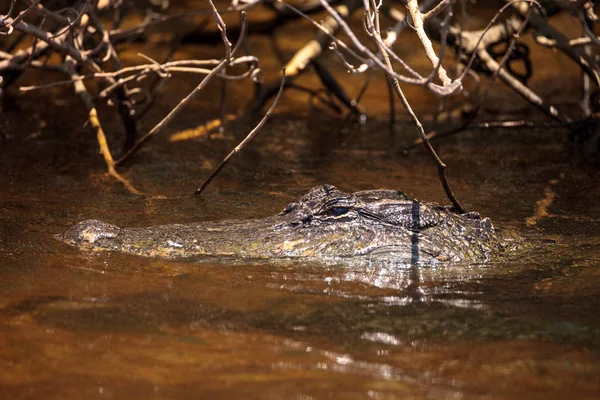 Young American Alligator Mississippiensis Espreita Uma Navegável Sul Nápoles Flórida — Fotografia de Stock