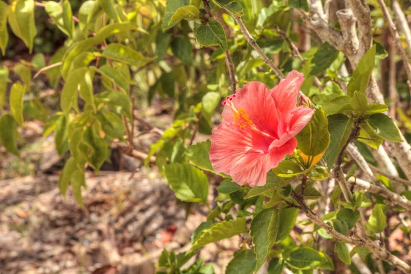 Flor Hibisco Rosa Florece Arbusto Nápoles Florida Verano — Foto de Stock