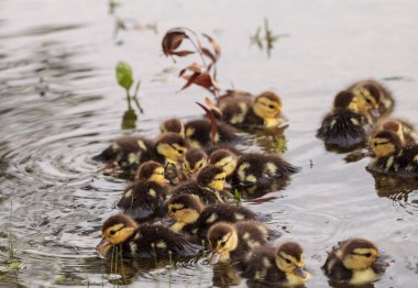 Büyük bebek Misk ördek yavrusu Cairina moschata kalabalık tog sürüsü