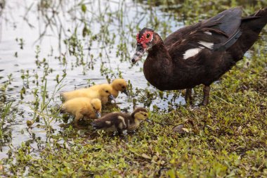 Mother and Baby Muscovy ducklings Cairina moschata flock together in a pond in Naples, Florida in summer. clipart