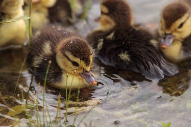 Bebek Muscovy ördek yavrusu Cairina moschata akın