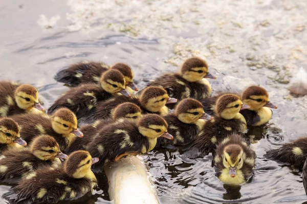 Bebek Misk ördek yavrusu Cairina moschata kalabalık birlikte yaz aylarında Naples, Florida bir havuzda büyük sürüsü.