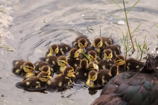 Grande Rebanho Bebê Patinhos Moscovo Cairina Moschata Multidão Juntos Uma — Fotografia de Stock