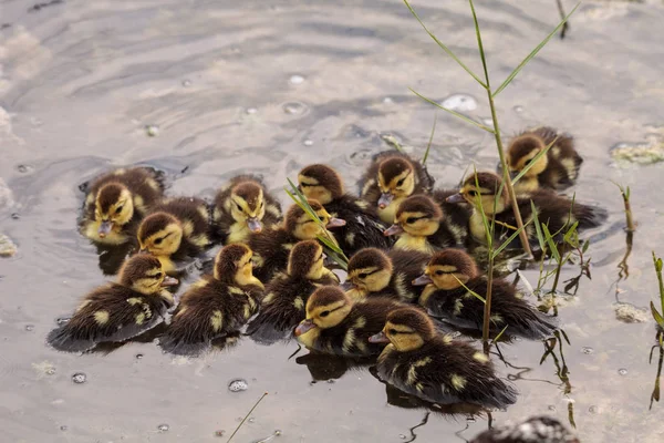 Grande Rebanho Bebê Patinhos Moscovo Cairina Moschata Multidão Juntos Uma — Fotografia de Stock