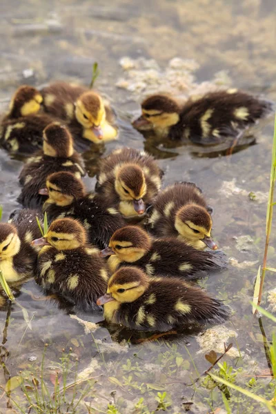 Grande Rebanho Bebê Patinhos Moscovo Cairina Moschata Multidão Juntos Uma — Fotografia de Stock