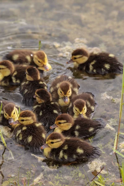 Bebek Misk ördek yavrusu Cairina moschata kalabalık birlikte yaz aylarında Naples, Florida bir havuzda büyük sürüsü.