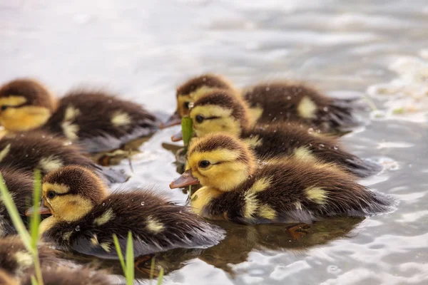 Bebek Misk ördek yavrusu Cairina moschata kalabalık birlikte yaz aylarında Naples, Florida bir havuzda büyük sürüsü.