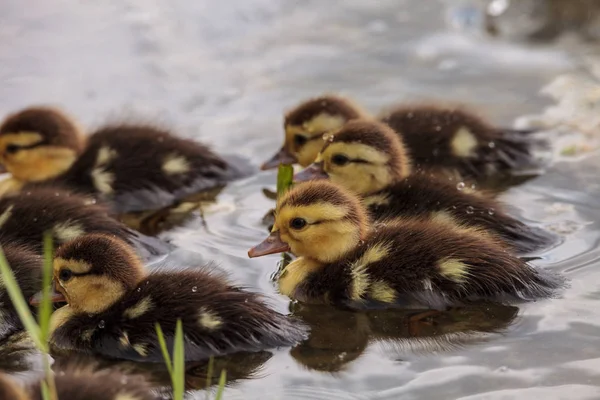 Bebek Misk ördek yavrusu Cairina moschata kalabalık birlikte yaz aylarında Naples, Florida bir havuzda büyük sürüsü.