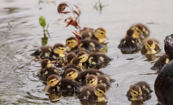 Grande Rebanho Bebê Patinhos Moscovo Cairina Moschata Multidão Juntos Uma — Fotografia de Stock