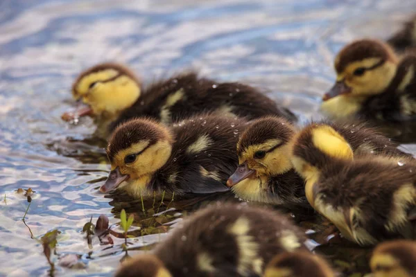 Stor Flock Baby Myskänder Ankungar Cairina Moschata Publiken Tillsammans Damm — Stockfoto