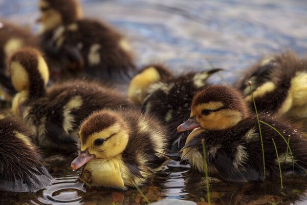 Large flock of Baby Muscovy ducklings Cairina moschata crowd together in a pond in Naples, Florida in summer.