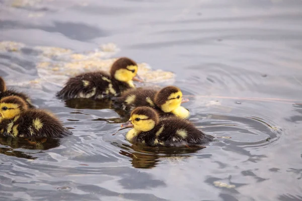Bebek Misk ördek yavrusu Cairina moschata kalabalık birlikte yaz aylarında Naples, Florida bir havuzda büyük sürüsü.
