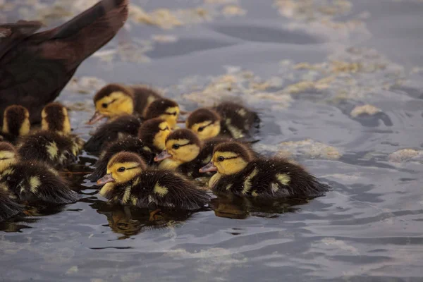 Stor Flock Baby Myskänder Ankungar Cairina Moschata Publiken Tillsammans Damm — Stockfoto