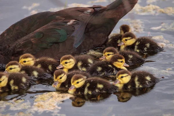Bebek Misk ördek yavrusu Cairina moschata kalabalık birlikte yaz aylarında Naples, Florida bir havuzda büyük sürüsü.