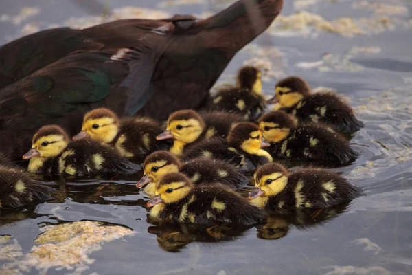Bebek Misk ördek yavrusu Cairina moschata kalabalık birlikte yaz aylarında Naples, Florida bir havuzda büyük sürüsü.