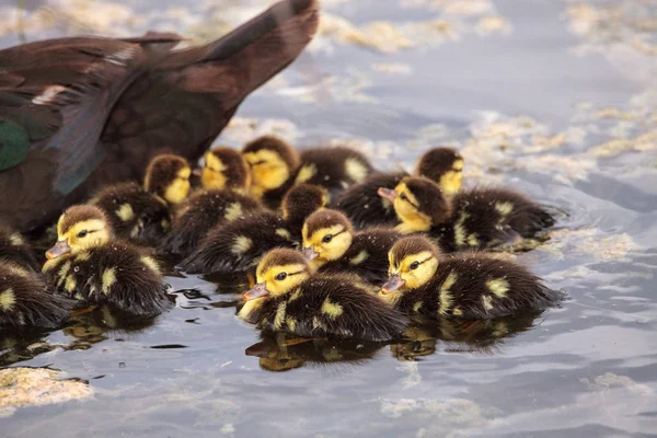 Bebek Misk Ördek Yavrusu Cairina Moschata Kalabalık Birlikte Yaz Aylarında — Stok fotoğraf