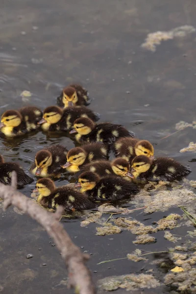 Bebek Misk Ördek Yavrusu Cairina Moschata Kalabalık Birlikte Yaz Aylarında — Stok fotoğraf