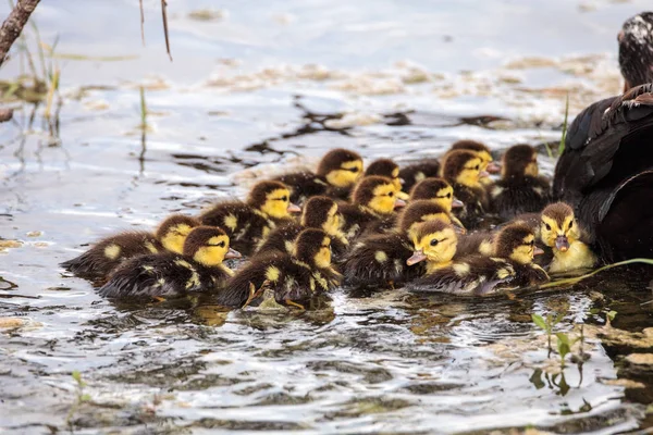 Bebek Misk ördek yavrusu Cairina moschata kalabalık birlikte yaz aylarında Naples, Florida bir havuzda büyük sürüsü.