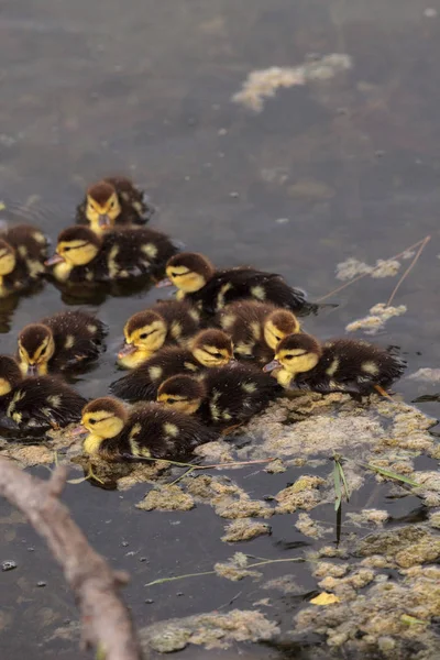 Bebek Misk ördek yavrusu Cairina moschata kalabalık birlikte yaz aylarında Naples, Florida bir havuzda büyük sürüsü.