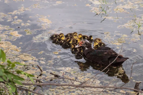 Mãe Bebê Muscovy Patinhos Cairina Moschata Rebanho Juntos Uma Lagoa — Fotografia de Stock